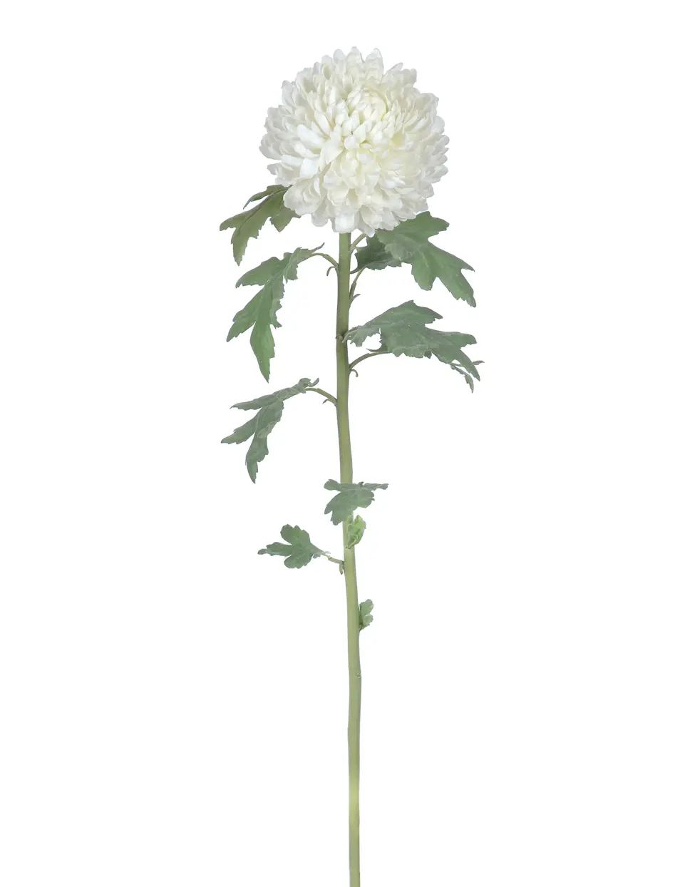 Chrysantemum