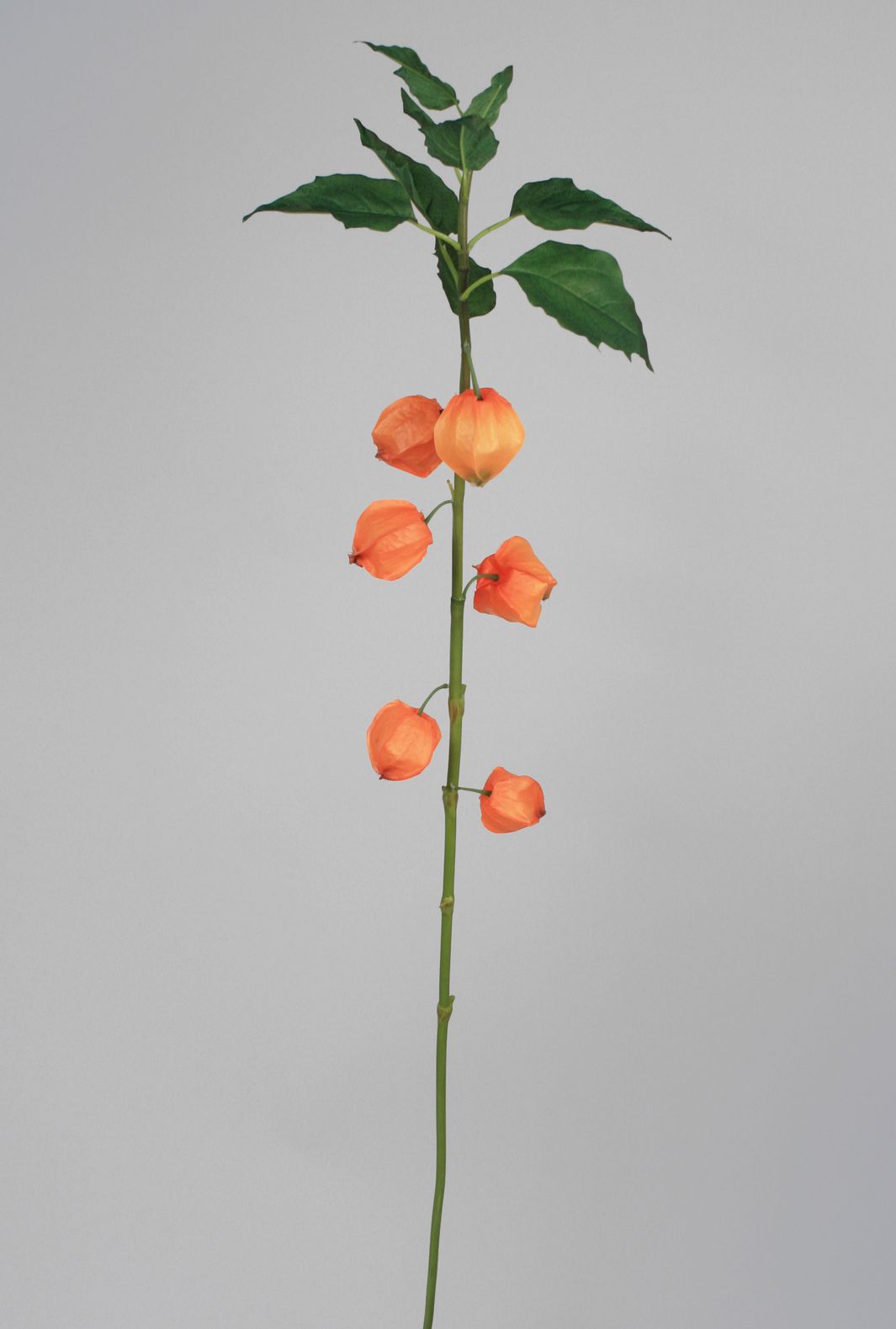 chinese lantern spray 