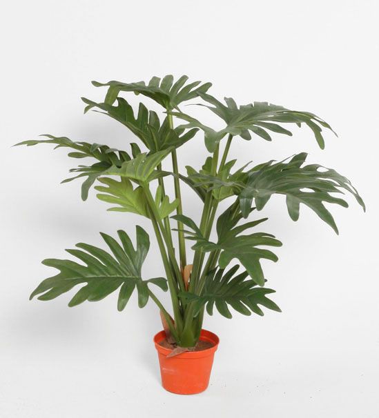 philodendron 