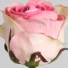 Rose dutchess