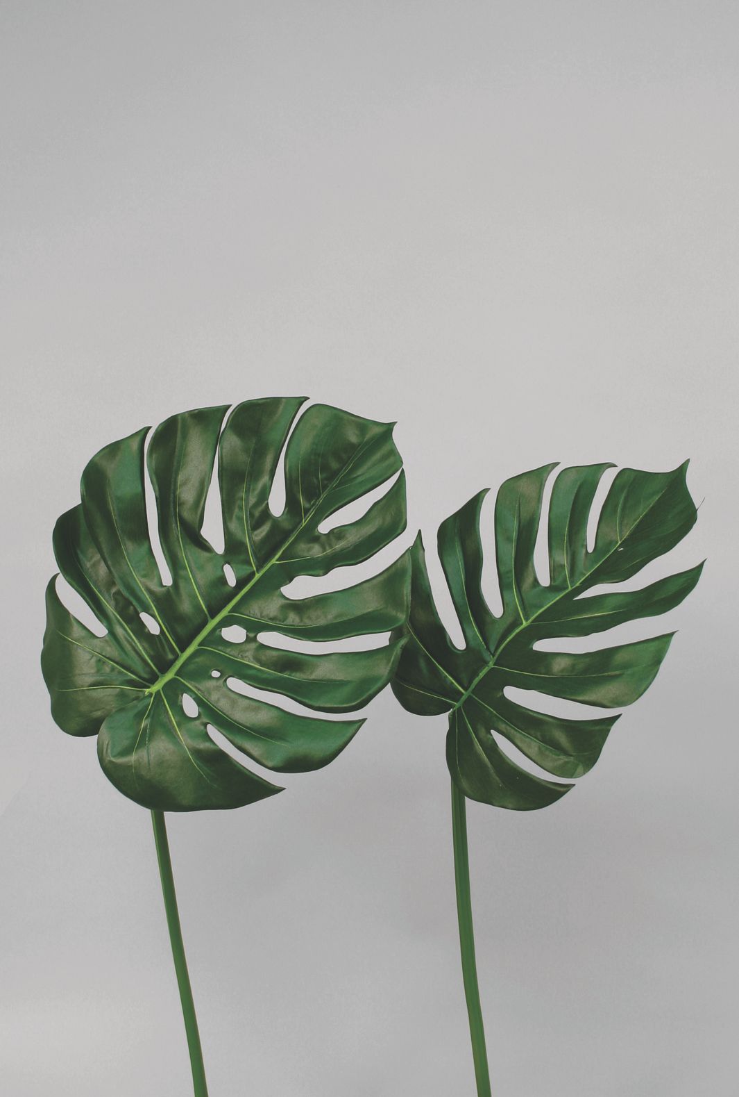 Monstera Deliciosa set with two sizes 