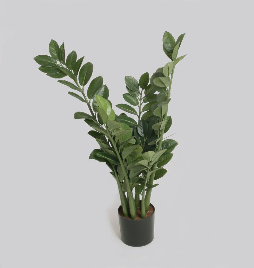 Zamifolia