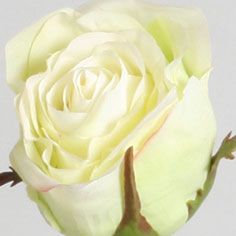 Rose dutchess