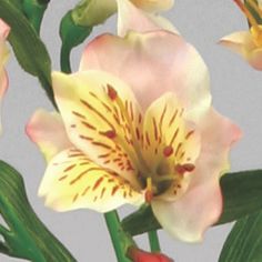 alstromeria