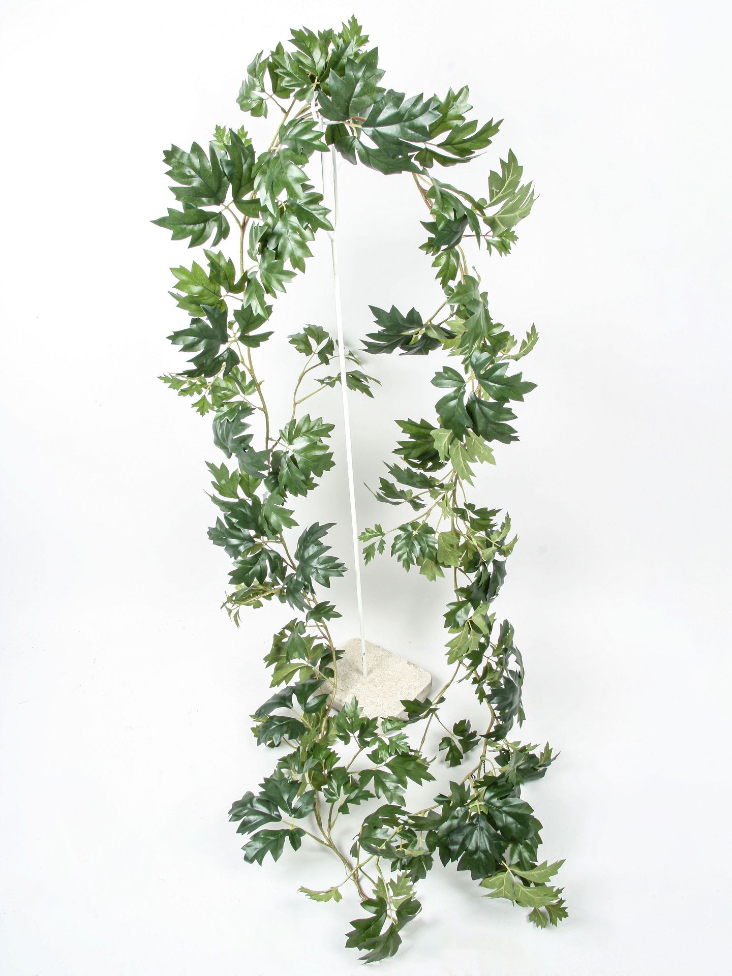 Cissus