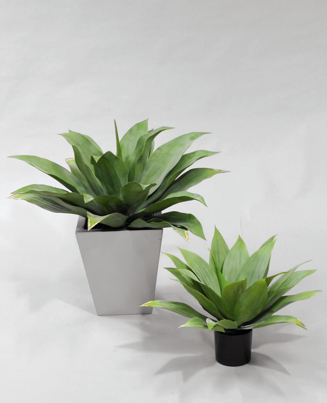 Giant Agave