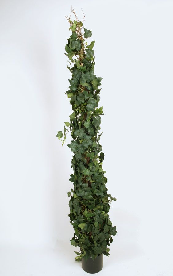 ivy 