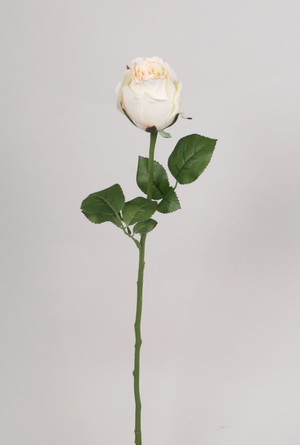 Rose Bud