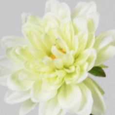 Dahlia