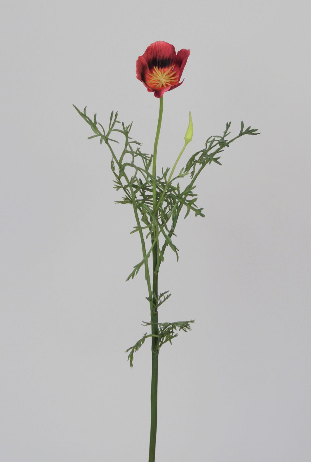 Poppy