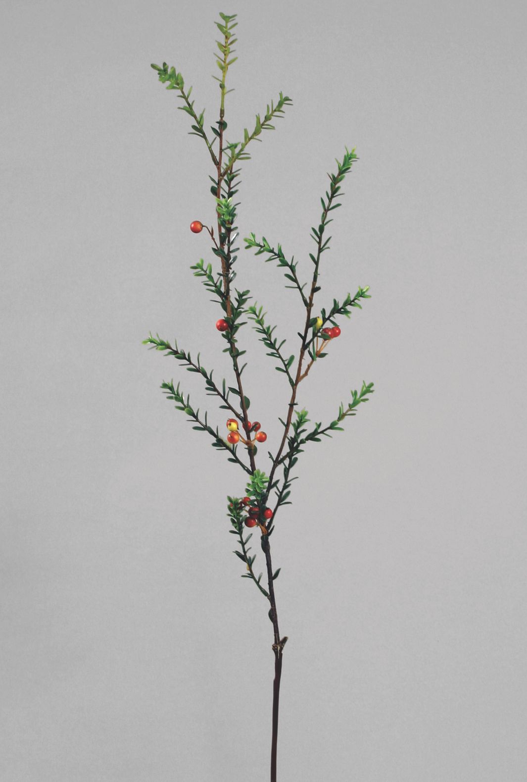 Myrtle branch 