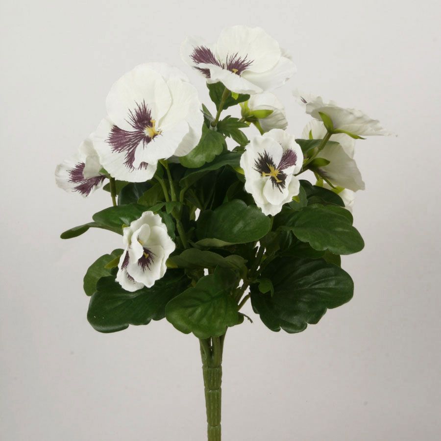 Pansy