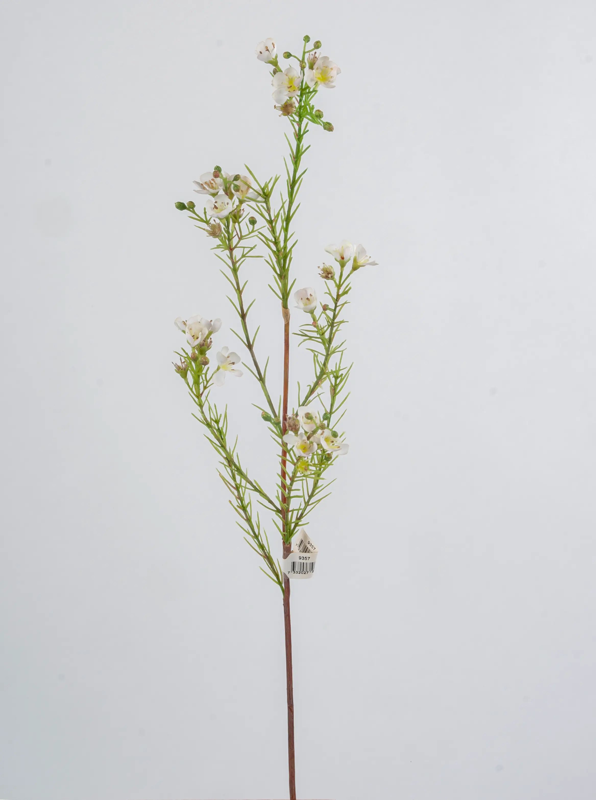 Wax flower