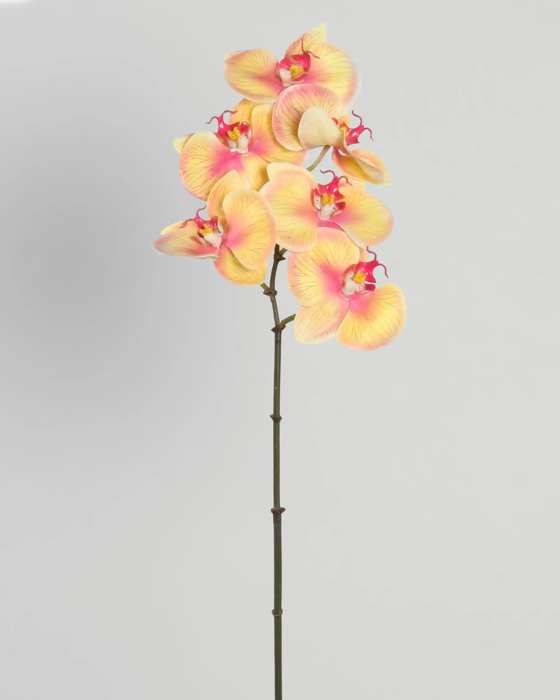 orchid 