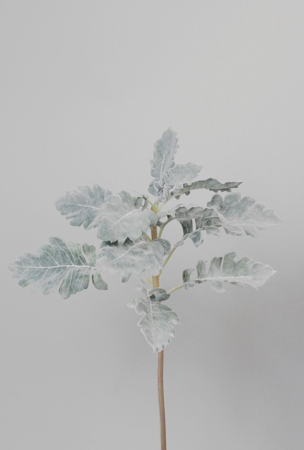 Dusty Miller 