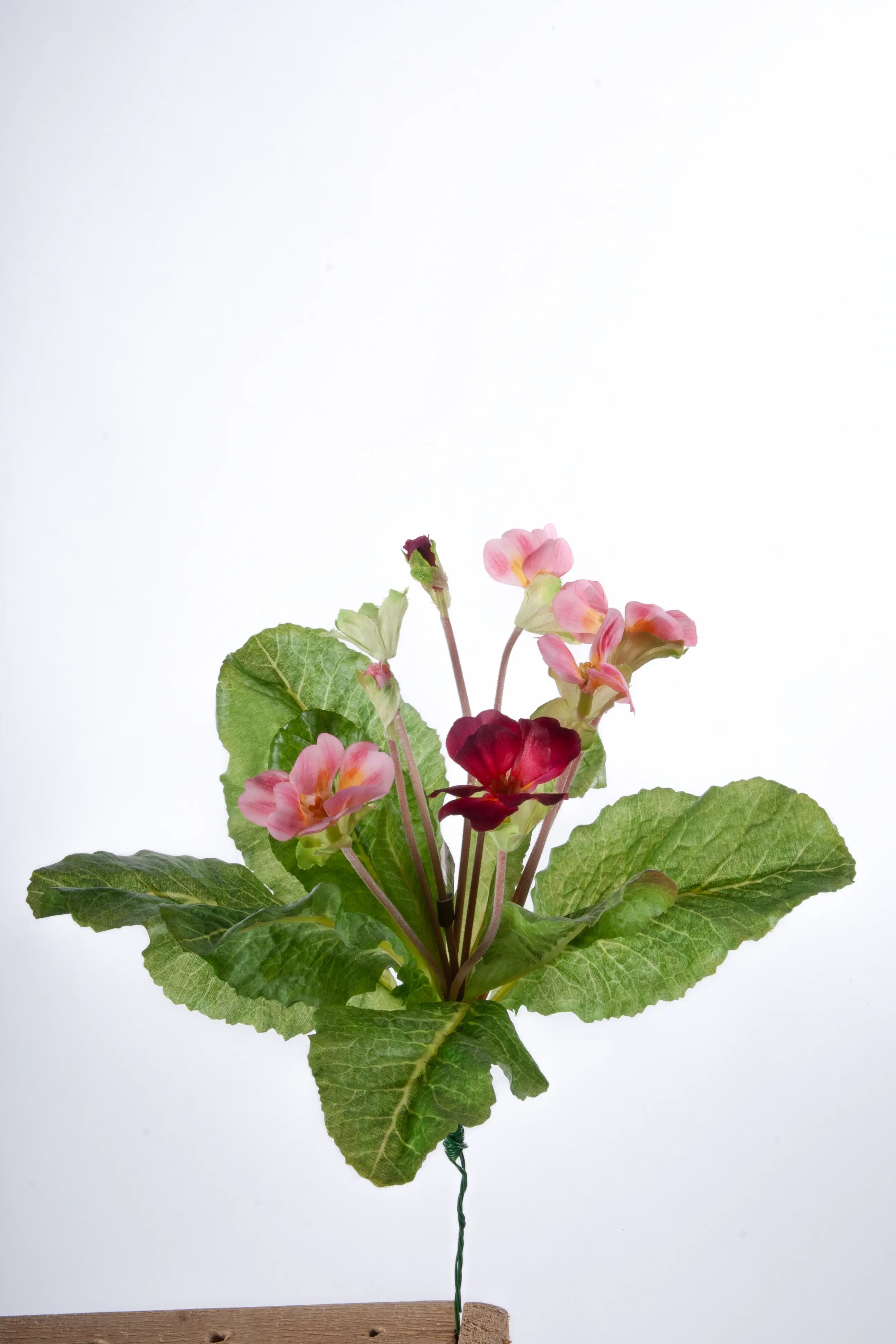 Primula 