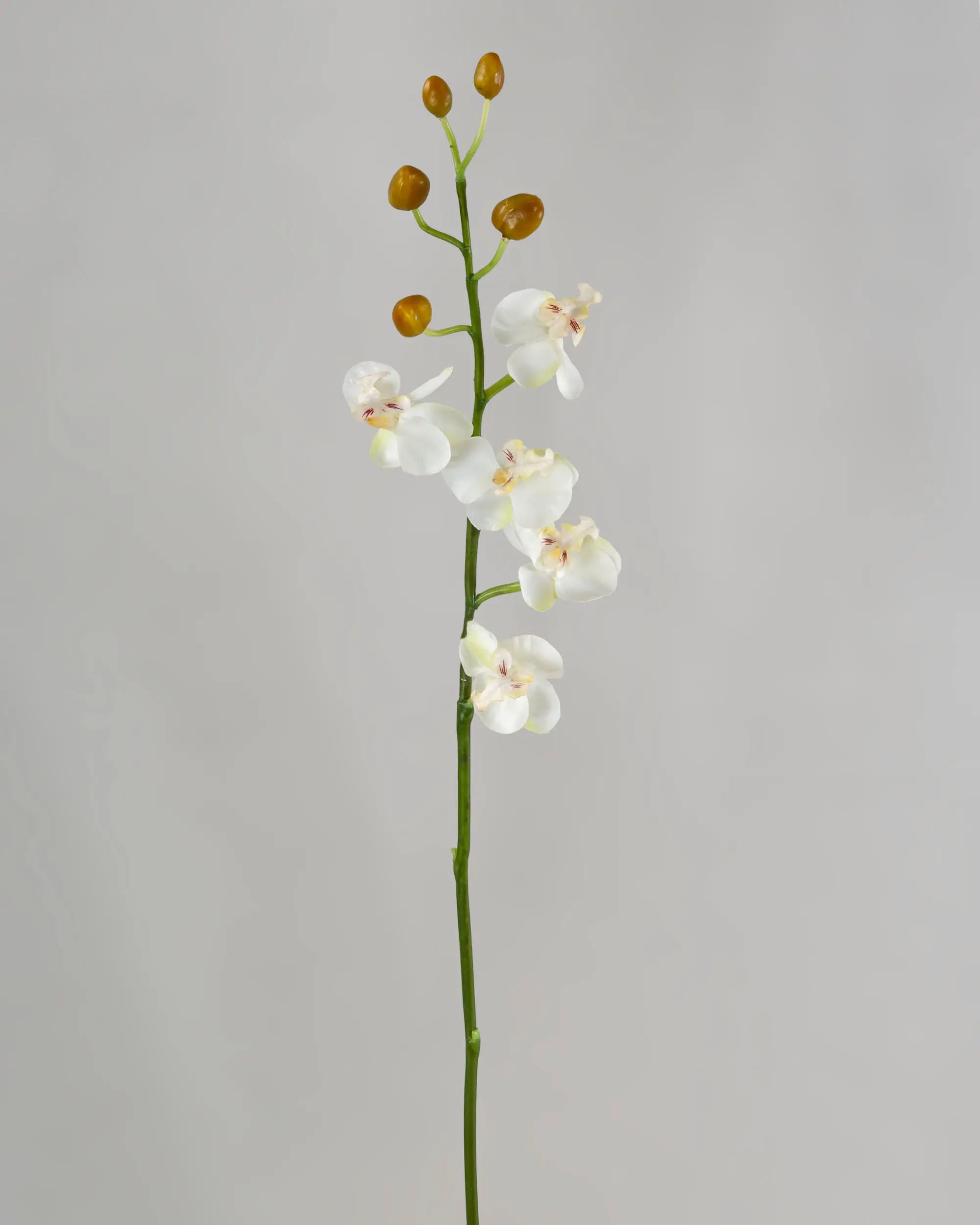 Orchid