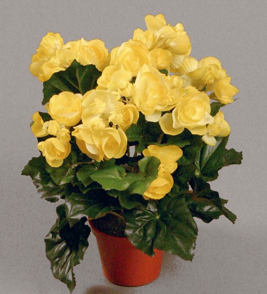Begonia
