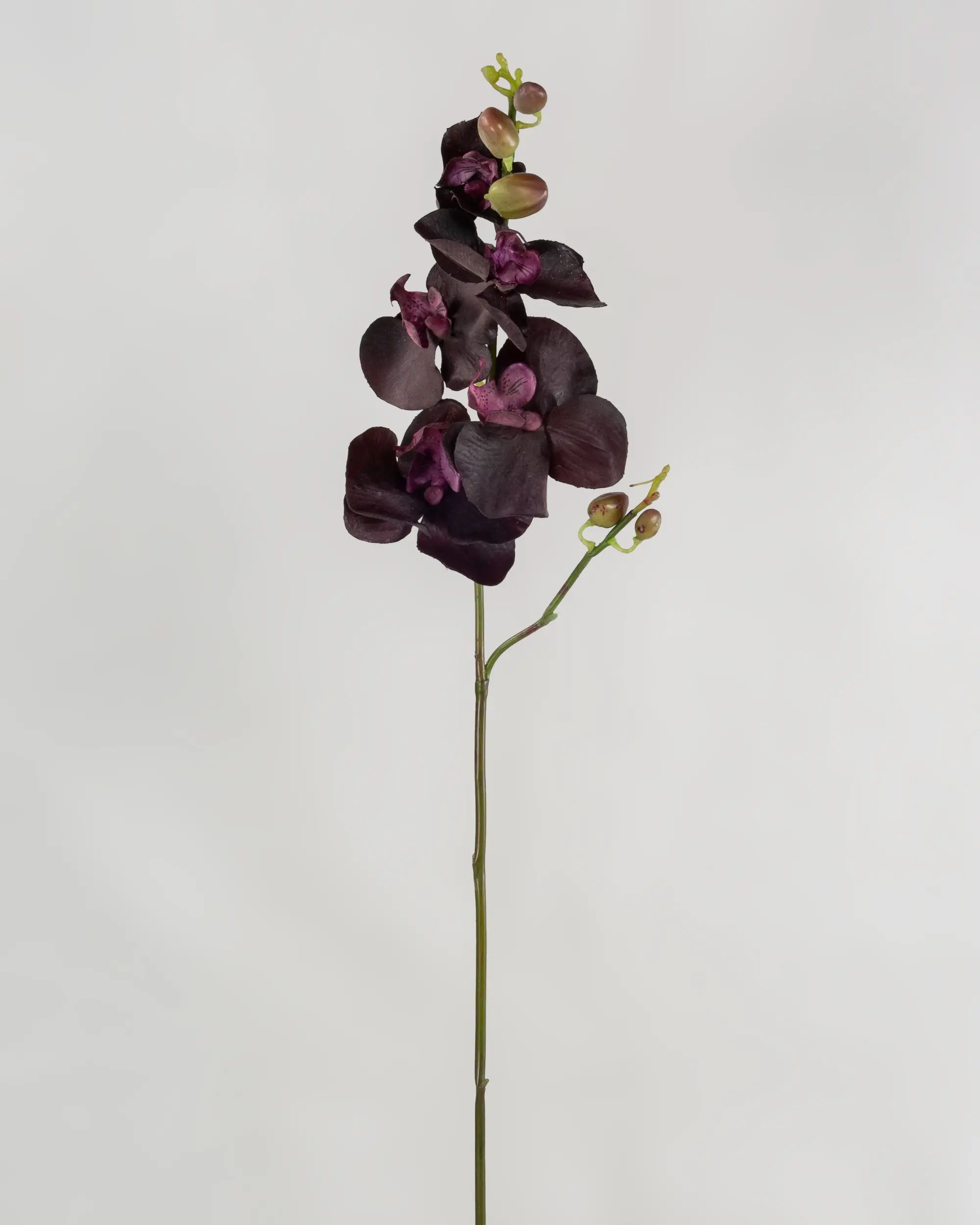 Orchid
