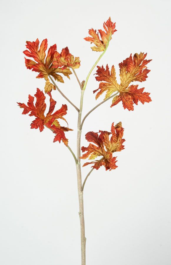 Pelargonia Leaf
