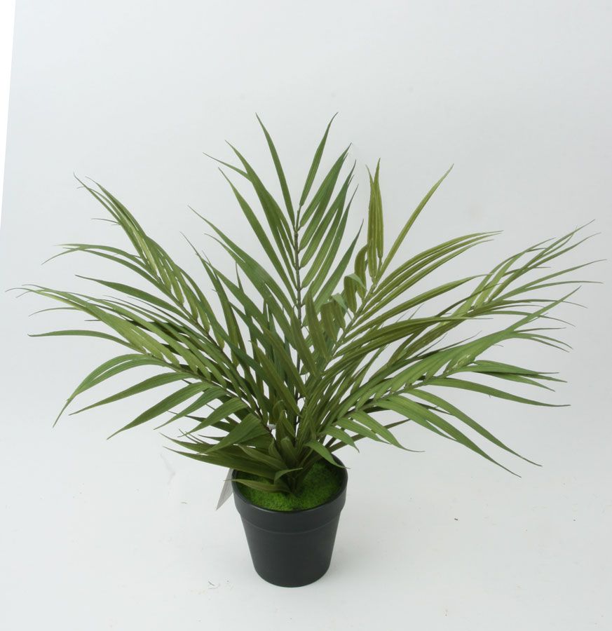 palm 