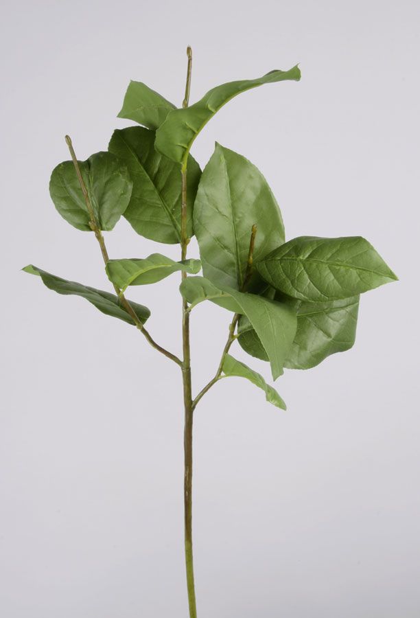 salal 