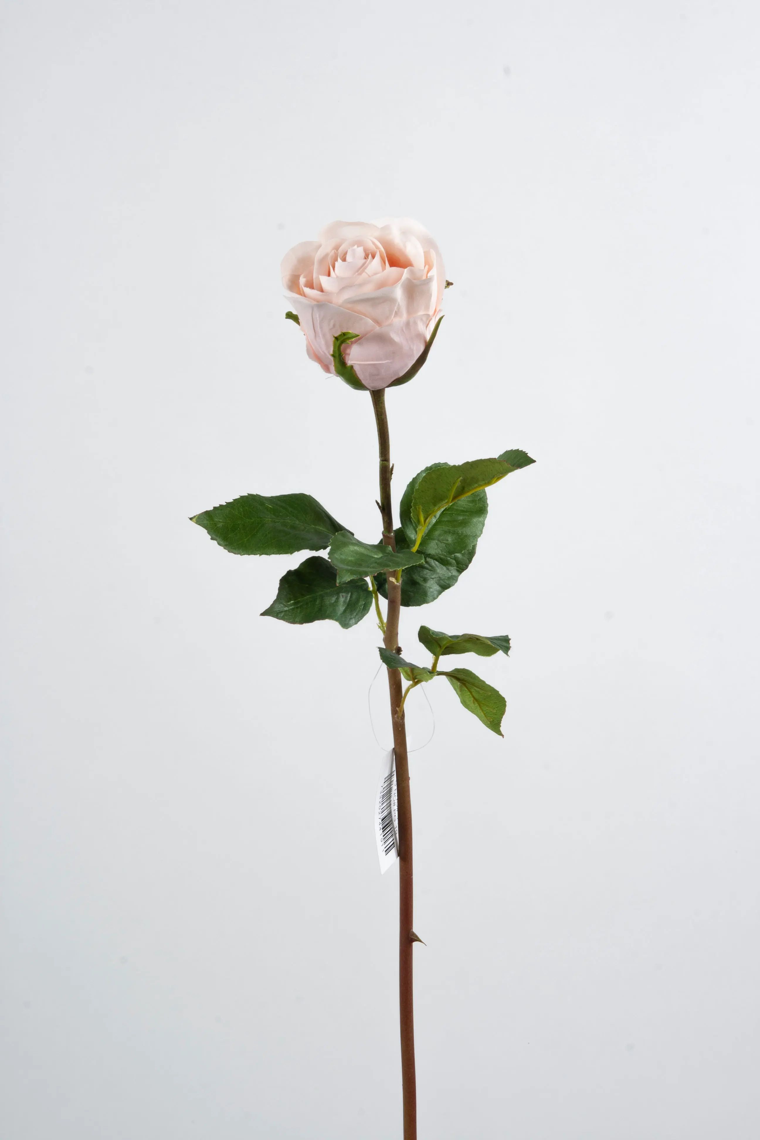Rose Dutchess