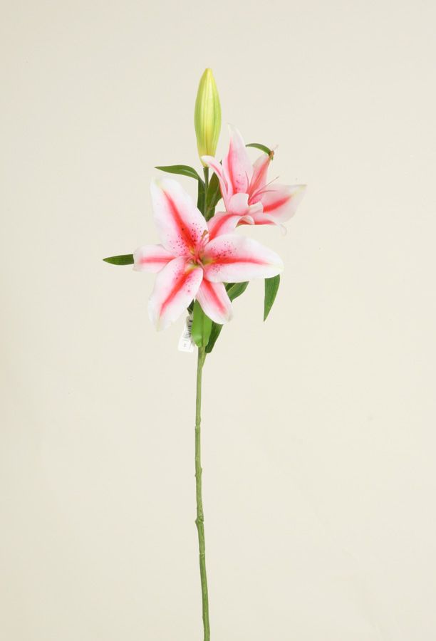 Lily