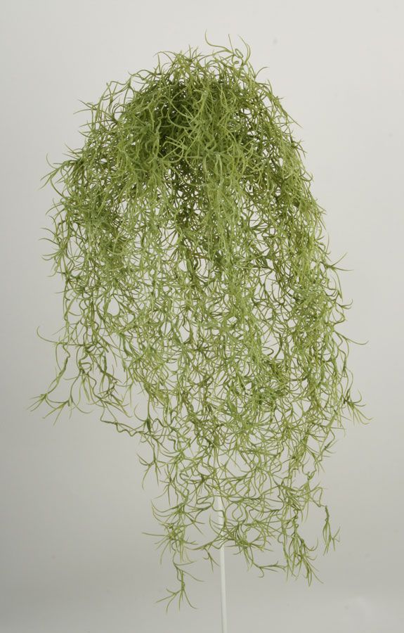 long hair bush 