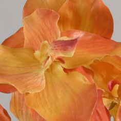 Orchid