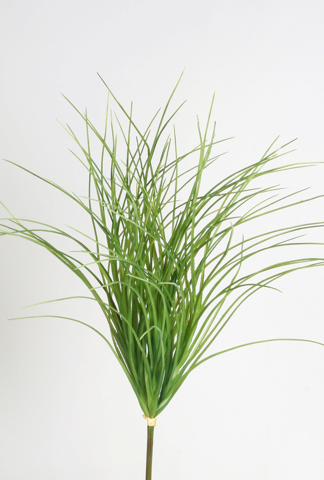 carex bush 