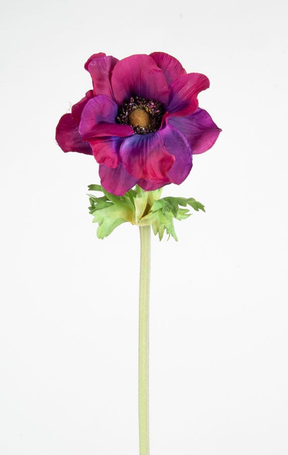 Anemone
