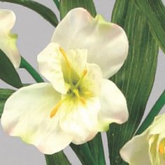 alstromeria