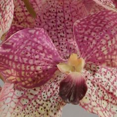 Orchid