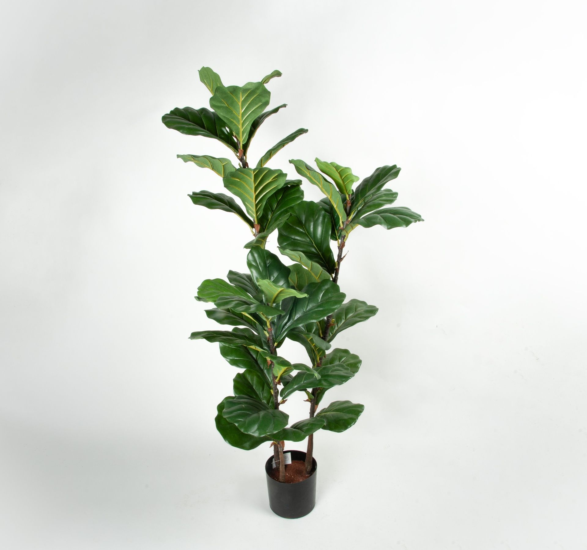 Fiddle Leaf 