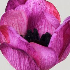 Anemone