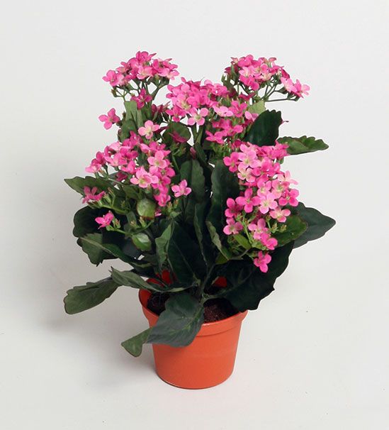 Kalanchoe