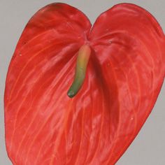 Anthurium