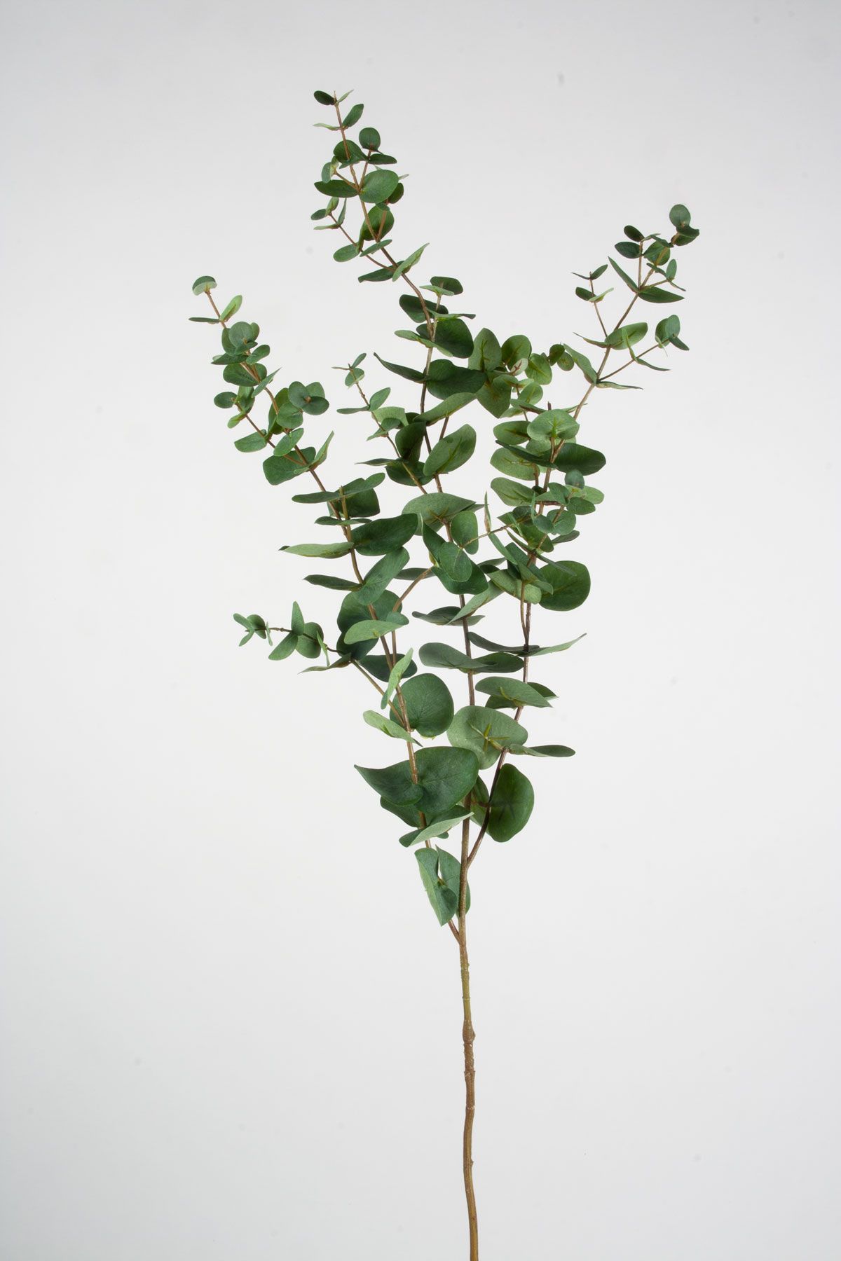 Eucalyptus 