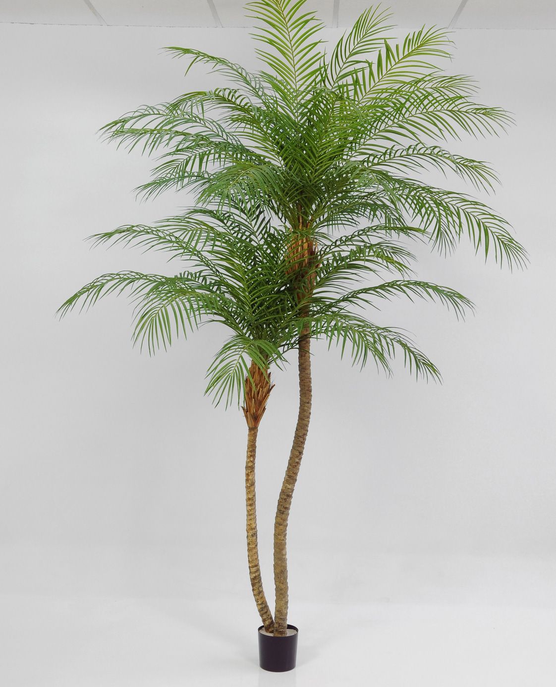 phoenix palm 