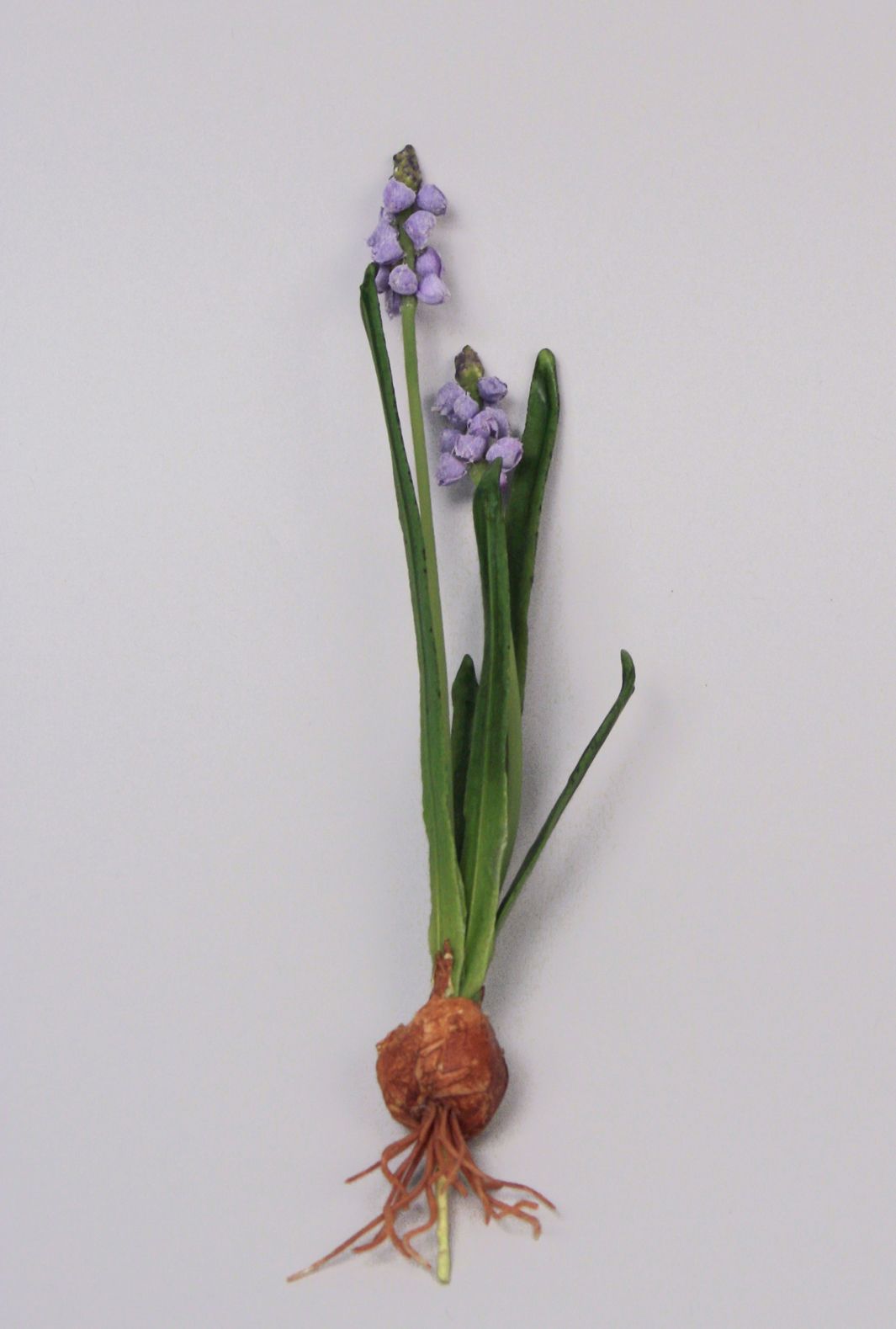 muscari bulb & wire 