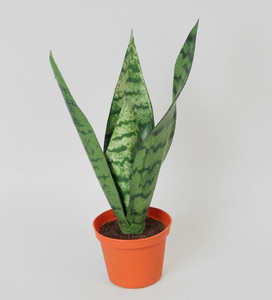 Mother-In-Law Tongue