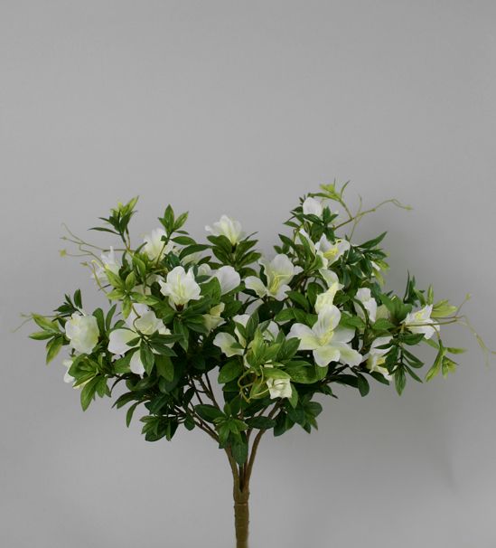 Azalea
