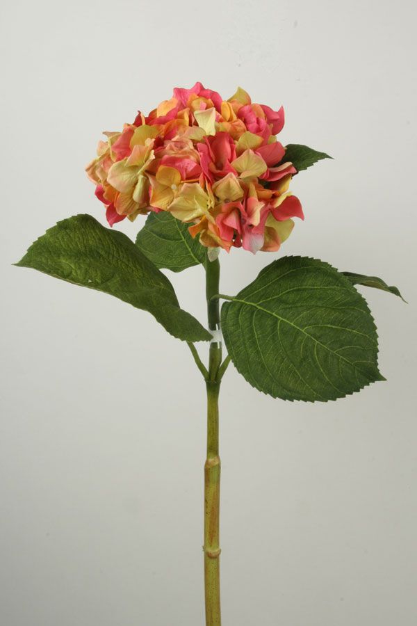 Hydrangea