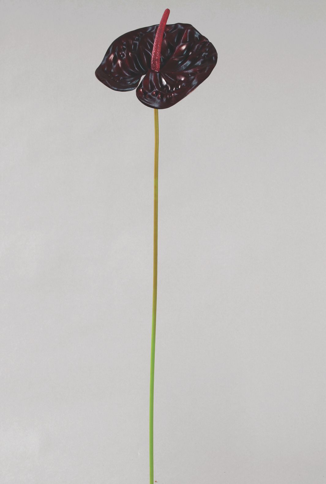 Anthurium