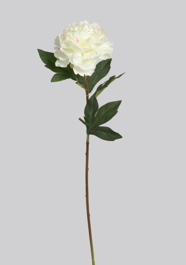 Peony
