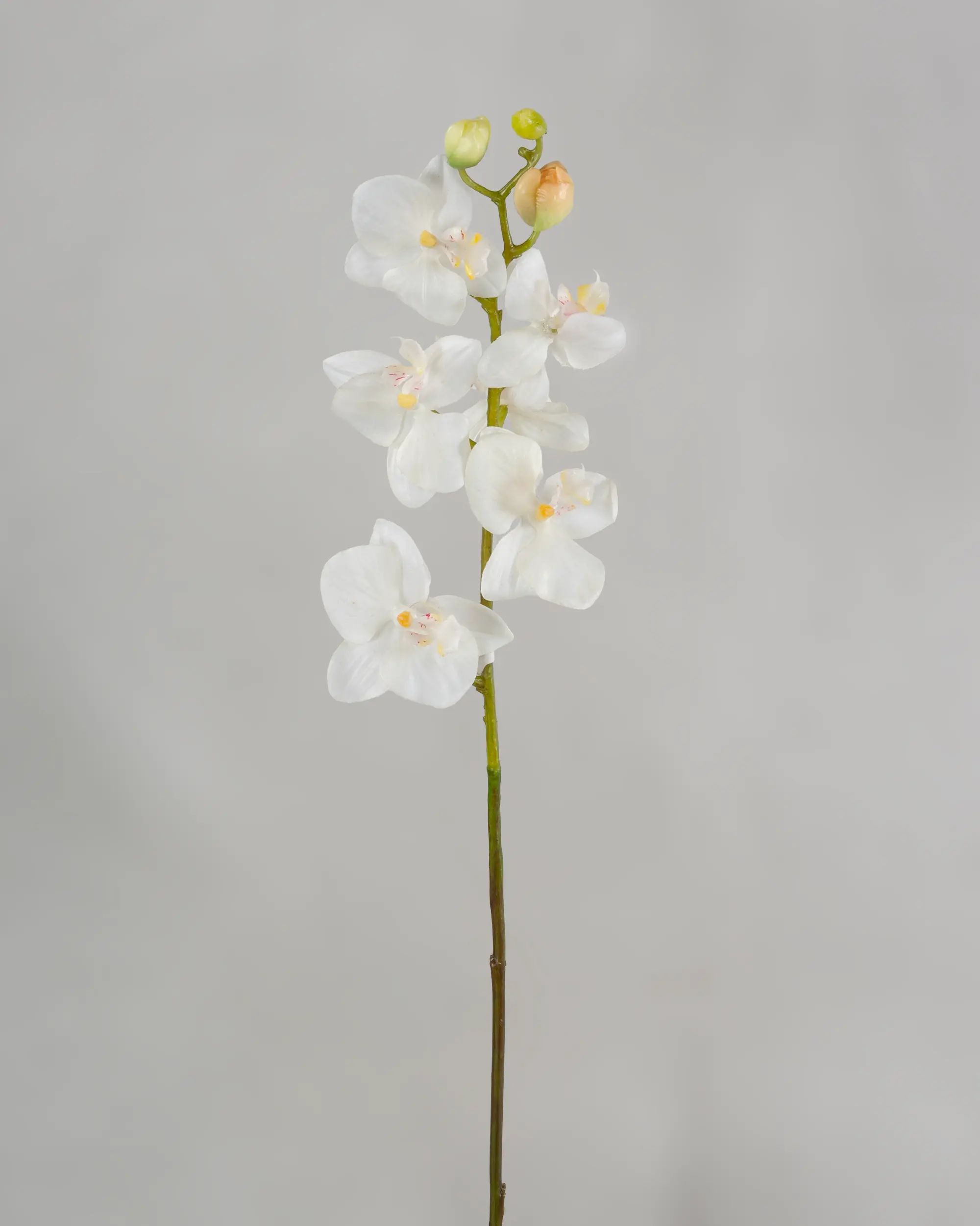 Orchid