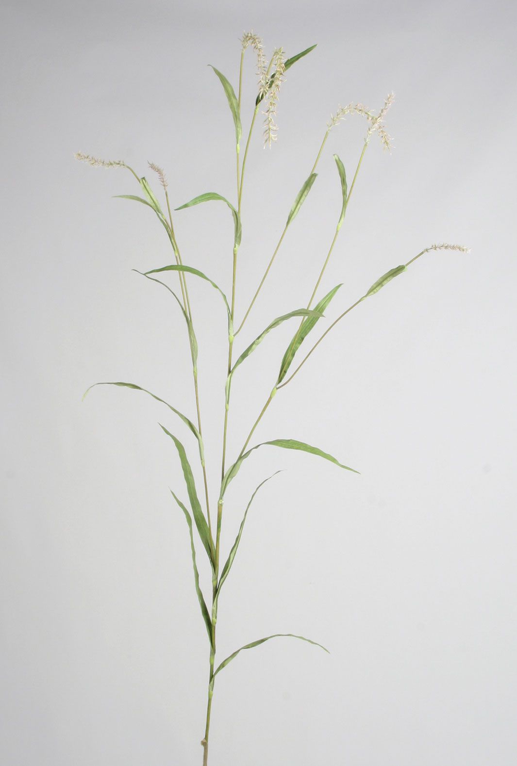 grass 