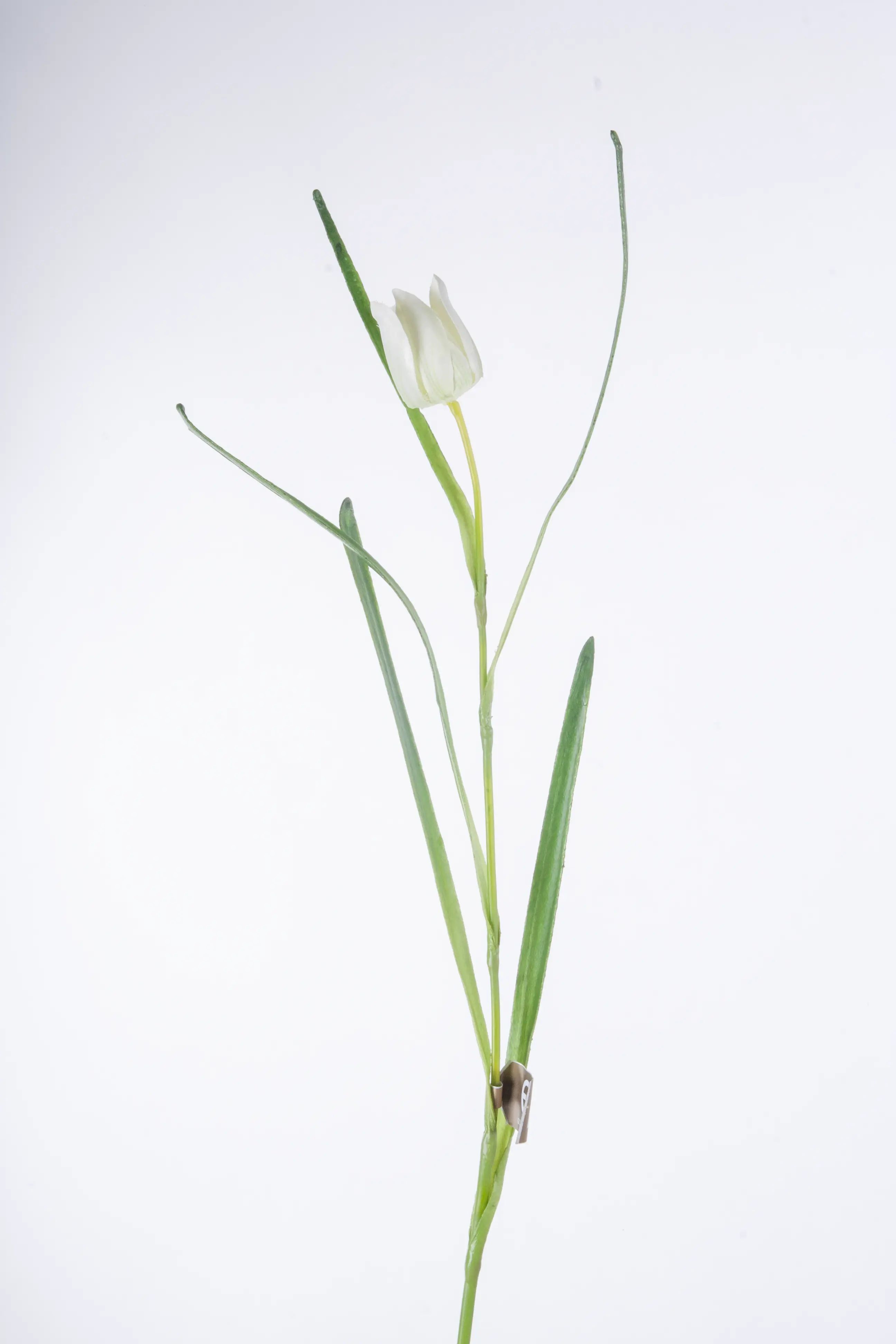 Fritillaria