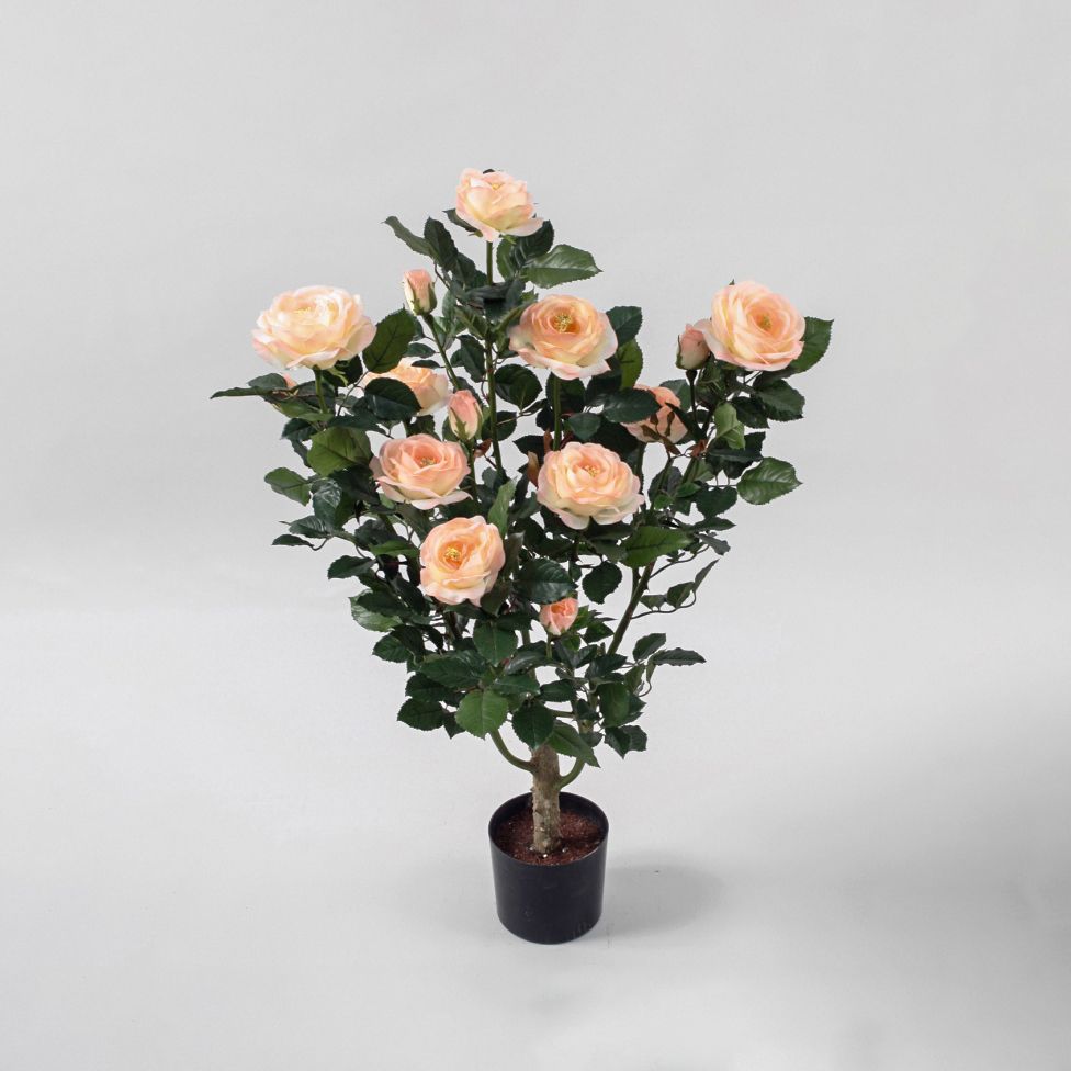 Rose Tree